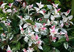 Trachelospermum jasminoidies  Tricolor